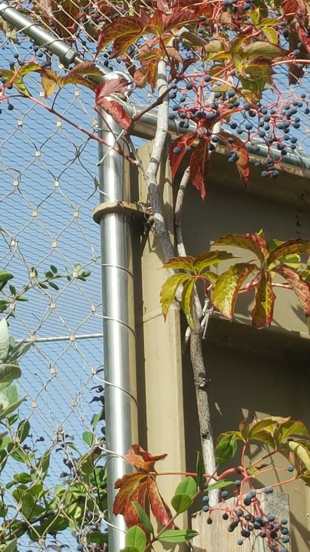 Peyzaj için <br>Çelik Ağ